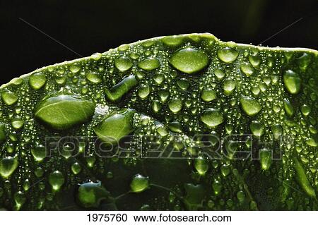 USA, Hawaii, Raindrops On Monsterra Leaf; Big Island View Large Photo Image Stock Image - USA, Hawaii, Raindrops On Monsterra Leaf; Big Island. Fotosearch