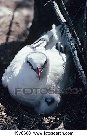 Stock Image - USA, Hawaii, Red-Tailed Tropicbird with chick; Midway Atoll. Fotosearch