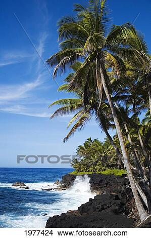 Picture - USA, Hawaii, Scenic view of Kahena Coastline; Big Island. Fotosearch