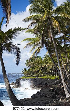 USA, Hawaii, Scenic view of Kahena Coastline; Big Island View Large Photo Image Stock Image - USA, Hawaii, Scenic view of Kahena Coastline; Big Island. Fotosearch