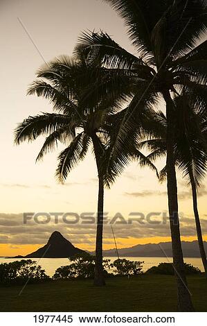 USA, Hawaii, Silhouette of palm tree and Chinaman's Hat; Oahu View Large Photo Image Stock Photography - USA, Hawaii, Silhouette of palm tree and Chinaman's Hat; Oahu. Fotosearch