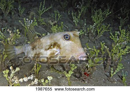 USA, Hawaii, Spiny Cowfish or Trunkfish (Lactoria Diaphana); Maui View Large Photo Image Stock Photography - USA, Hawaii, Spiny Cowfish or Trunkfish (Lactoria Diaphana); Maui. Fotosearch