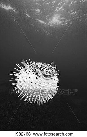 USA, Hawaii, Spotted Porcupinefish (Diodon Hystrix); Maui View Large Photo Image Stock Photo - USA, Hawaii, Spotted Porcupinefish (Diodon Hystrix); Maui. Fotosearch