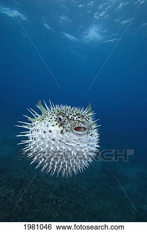 Stock Photograph - USA, Hawaii, Spotted Porcupinefish (Diodon Hystrix) in Pacific ocean; Maui. Fotosearch