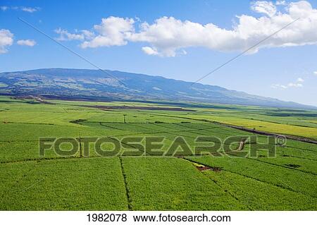 USA, Hawaii, Sugar cane fields with Haleakala crater in background; Maui View Large Photo Image Stock Photo - USA, Hawaii, Sugar cane fields with Haleakala crater in background; Maui. Fotosearch