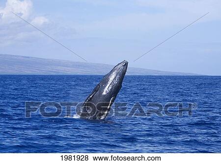 Stock Photo - USA, Hawaii, View of Humpback whale breaching with island in background in Pacific ocean; Maui. Fotosearch
