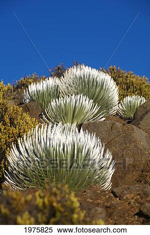 Stock Photography - USA, Hawaii, Young Silversword Plants at Haleakala National Park; Maui. Fotosearch