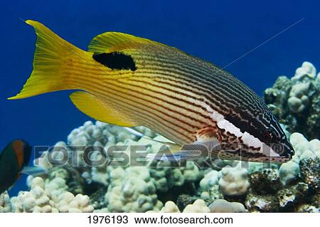 USA, Hawaiian Hogfish (Bodianus Bilunulatus); Hawaii View Large Photo Image Stock Image - USA, Hawaiian Hogfish (Bodianus Bilunulatus); Hawaii. Fotosearch
