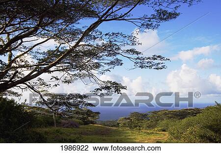 USA, Hawaiian Islands, Big Island, Pasture and Forest Land with tree on foreground; North Kohala View Large Photo Image Stock Image - USA, Hawaiian Islands, Big Island, Pasture and Forest Land with tree on foreground; North Kohala. Fotosearch