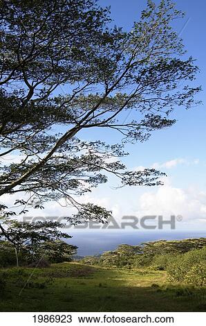 Stock Image - USA, Hawaiian Islands, Big Island, Pasture and Forest Land with tree on foreground; North Kohala. Fotosearch