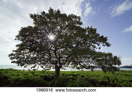 Stock Photograph - USA, Hawaiian Islands, Big Island, Hapuna Beach Park; Kohala Coast, Large Shade Tree. Fotosearch