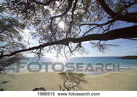 Stock Photography - USA, Hawaiian Islands, Big Island, Beach and Kiawe Trees; Hapuna Beach. Fotosearch