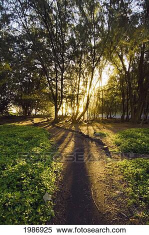 Stock Photography - USA, Hawaiian Islands, Big Island, North Kohala, Sunrise lighting through Ironwood Trees; Pololu Valley. Fotosearch