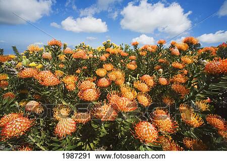 Stock Image - USA, Hawaiian Islands, Maui, Field of pink pincushion protea blossoms (Leucospermum) and blue sky with clouds; Kula. Fotosearch
