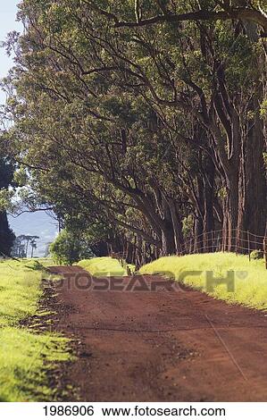 USA, Hawaiian Islands, Parker Ranch; Big Island, Dirt road lined by giant Eucalyptus Trees: Waimea View Large Photo Image Stock Photograph - USA, Hawaiian Islands, Parker Ranch; Big Island, Dirt road lined by giant Eucalyptus Trees: Waimea. Fotosearch