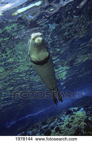 Picture - USA, Hawaiian Monk Seal (Monachus Schauinslandi); Hawaii. Fotosearch