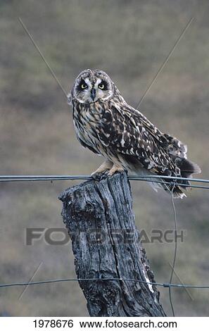 USA, Hawaiian Short Eared Owl (Asio Flammeus Sandwichensis); Hawaii, Pueo View Large Photo Image Stock Photograph - USA, Hawaiian Short Eared Owl (Asio Flammeus Sandwichensis); Hawaii, Pueo. Fotosearch