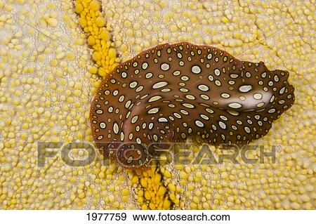 USA, Hawaiian Spotted Flatworm (Pseudobiceros Sp) on Cushion Seastar (Culcita Novaeguineae); Hawaii View Large Photo Image Stock Photo - USA, Hawaiian Spotted Flatworm (Pseudobiceros Sp) on Cushion Seastar (Culcita Novaeguineae); Hawaii. Fotosearch