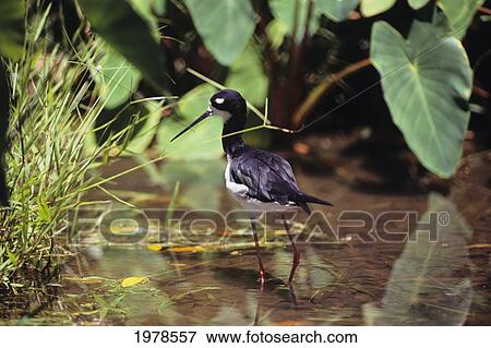 Stock Photo - USA, Hawaiian Stilt or Ae'o (Himantopus Knudseni); Hawaii. Fotosearch