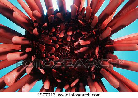 Stock Image - USA, (Heterocentrotus Mammillatus); Hawaii, Slate Pencil Urchin. Fotosearch