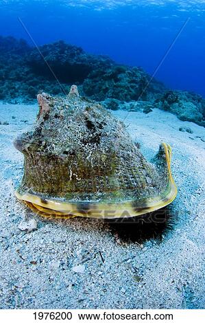 USA, Horned Helmet Shell (Cassis Cornuta) Capturing Sea Urchin On Sea Floor; Hawaii View Large Photo Image Stock Image - USA, Horned Helmet Shell (Cassis Cornuta) Capturing Sea Urchin On Sea Floor; Hawaii. Fotosearch