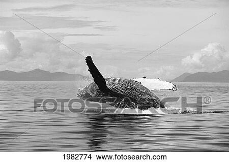 Picture - USA, Humpback Whale (Megaptera Novaeangliae) Breaching; Alaska. Fotosearch