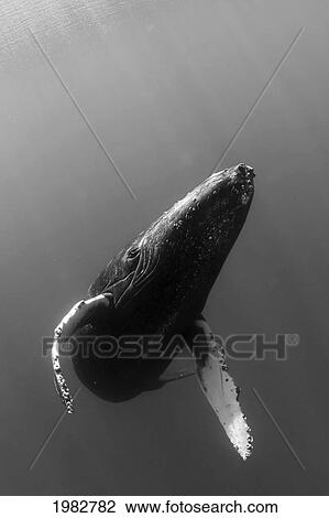 Stock Image - USA, Humpback Whale (Megaptera Novaeangliae); Hawaii. Fotosearch