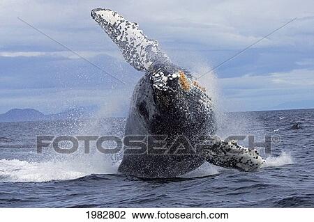 Stock Image - USA, Humpback Whale (Megaptera Novaeangliae) Breaching; Alaska. Fotosearch