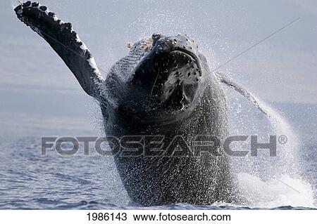 Stock Image - USA, Humpback Whale (Megaptera Novaeangliae) breathing; Hawaii Islands. Fotosearch