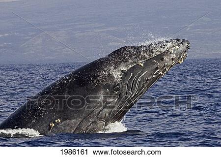 Stock Image - USA, Humpback Whale (Megaptera Novaeangliae) breathing; Hawaii Islands. Fotosearch