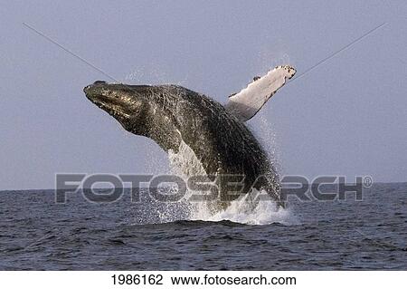 Stock Image - USA, Humpback Whale (Megaptera Novaeangliae) breathing; Hawaii Islands. Fotosearch