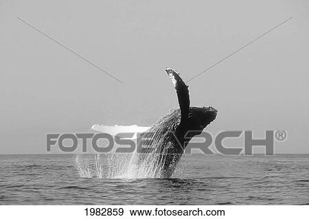 Stock Photo - USA, Humpback Whale (Megaptera Novaeangliae) Breaching; Alaska. Fotosearch