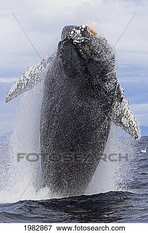 Stock Photo - USA, Humpback Whale (Megaptera Novaeangliae) Breaching; Alaska. Fotosearch