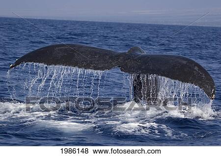 USA, Humpback Whale (Megaptera Novaeangliae) flucking its tale; Hawaii Islands View Large Photo Image Stock Photo - USA, Humpback Whale (Megaptera Novaeangliae) flucking its tale; Hawaii Islands. Fotosearch