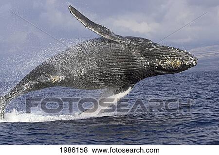 Stock Photo - USA, Humpback Whale (Megaptera Novaeangliae) breathing; Hawaii Islands. Fotosearch