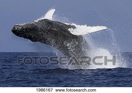 Stock Photo - USA, Humpback Whale (Megaptera Novaeangliae) breathing; Hawaii Islands. Fotosearch