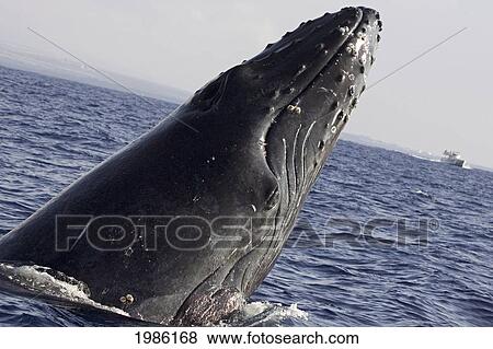 Stock Photo - USA, Humpback Whale (Megaptera Novaeangliae) breathing; Hawaii Islands. Fotosearch