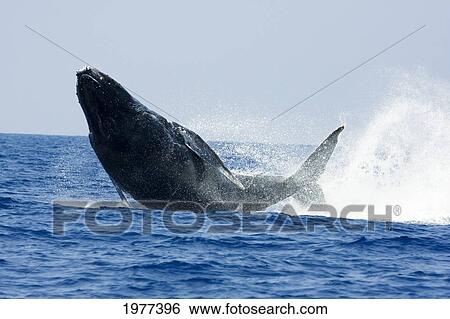Stock Photograph - USA, Humpback Whale (Megaptera Novaeangliae) jumping; Hawaii. Fotosearch