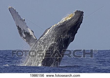 Stock Photograph - USA, Humpback Whale (Megaptera Novaeangliae) breathing; Hawaii Islands. Fotosearch