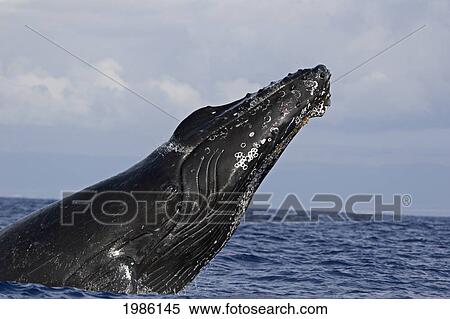 USA, Humpback Whale (Megaptera Novaeangliae) breathing; Hawaii Islands View Large Photo Image Stock Photography - USA, Humpback Whale (Megaptera Novaeangliae) breathing; Hawaii Islands. Fotosearch