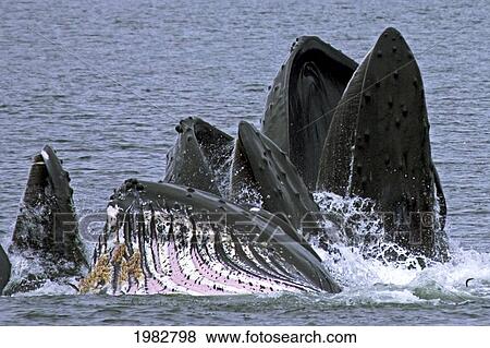 Stock Photo - USA, Humpback Whales (Megaptera Novanglia) bubble feeding; Alaska. Fotosearch