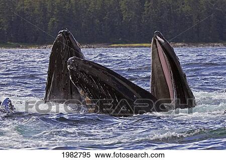 Stock Photography - USA, Humpback Whales (Megaptera Novanglia) bubble feeding; Alaska. Fotosearch