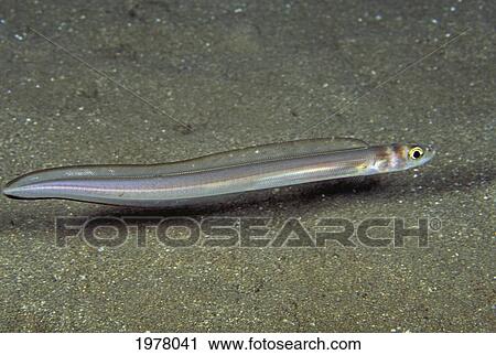 USA, Large-Eye Conger Eel (Ariosoma Marginatum); Hawaii View Large Photo Image Stock Image - USA, Large-Eye Conger Eel (Ariosoma Marginatum); Hawaii. Fotosearch