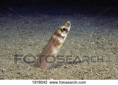 USA, Large-Eye Conger Eel (Ariosoma Marginatum); Hawaii View Large Photo Image Stock Image - USA, Large-Eye Conger Eel (Ariosoma Marginatum); Hawaii. Fotosearch