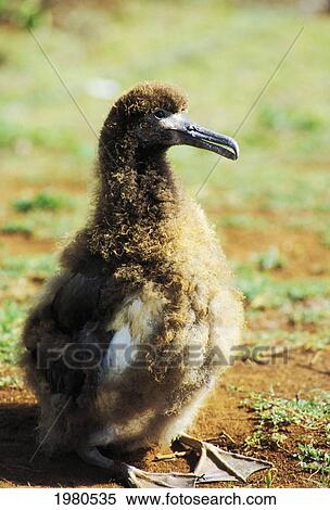 Stock Photography - USA, Laysan Albatross chick; Hawaii. Fotosearch