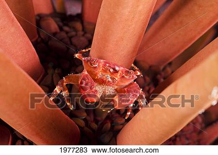Stock Image - USA, (Liomera Rubra) holding tail full of eggs in Slate Pencil Sea Urchin (Heterocentrotus Mammillatus); Hawaii, Female Red Liomera Crab. Fotosearch