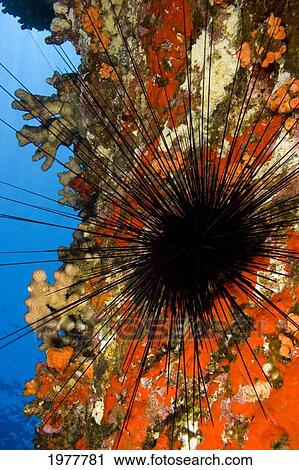 Stock Image - USA, Long-Spined Sea Urchin (Diadema Paucispinum) and Encrusting Red Sponge; Hawaii. Fotosearch