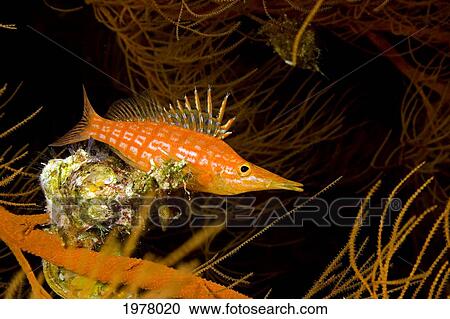 Stock Image - USA, Longnose Hawkfish (Oxycirrhites Typus) on Black Coral (Antipatharia Dichotoma); Hawaii. Fotosearch