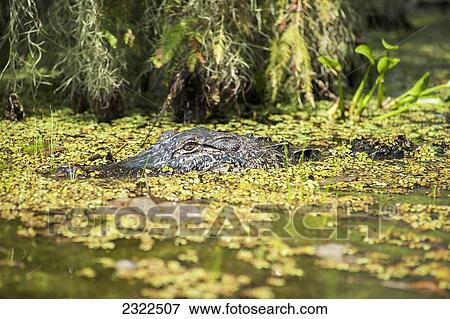 Stock Photo - USA, Louisiana, Alligator in swamps; Breaux Bridge. Fotosearch