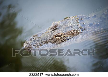 USA, Louisiana, Alligator in swamps; Breaux Bridge View Large Photo Image Stock Photo - USA, Louisiana, Alligator in swamps; Breaux Bridge. Fotosearch